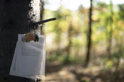 Close-up of knife and papers on tree trunk in forest