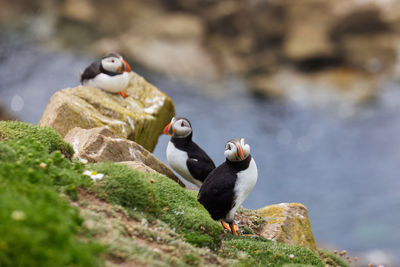 Puffin standing on a rock cliff . fratercula arctica