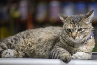 Close-up portrait of a cat