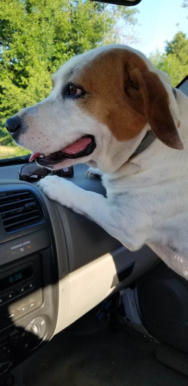 CLOSE-UP OF DOG LOOKING THROUGH CAR