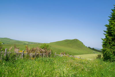 Scenic view of field against clear blue sky