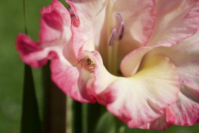 Close-up of pink rose