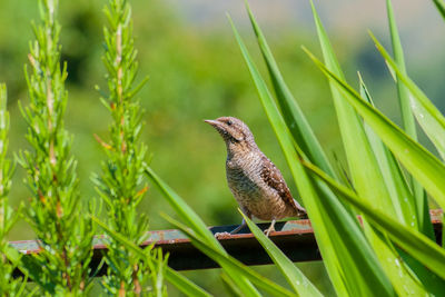 Bird perching on grass