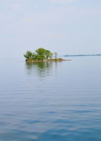 Reflection of trees in water