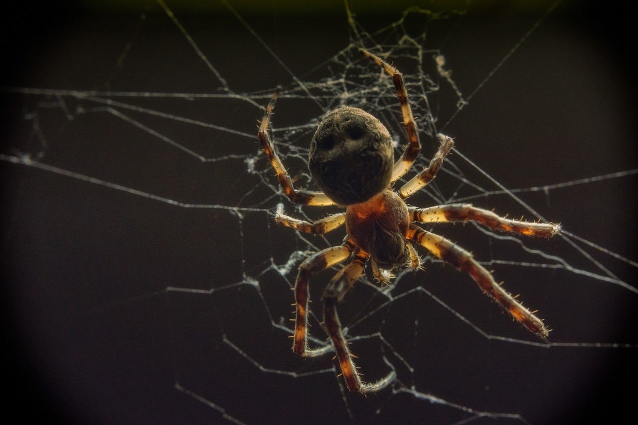 spider, close-up, insect, animal themes, spider web, one animal, focus on foreground, animals in the wild, fragility, wildlife, nature, dry, selective focus, plant, dead plant, no people, outdoors, stem, twig, danger