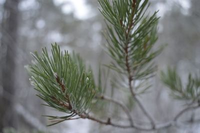 Close-up of pine tree