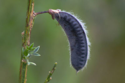 Close-up of insect on leaf