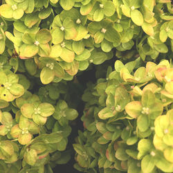 Full frame shot of plants