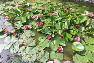 High angle view of pink flowers floating on water