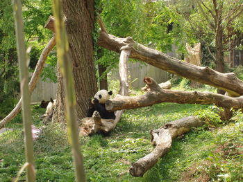 Pandas resting near by tree on grassy field at zoo