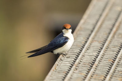 Close-up of bird perching on metal