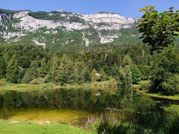 Scenic view of lake by trees in forest