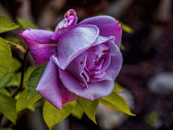 Close-up of pink rose flower