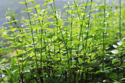 Close-up of plants growing on field