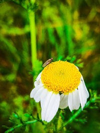 Close-up of insect on yellow flower