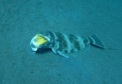 High angle view of fish swimming in sea