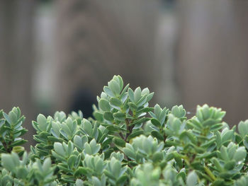 Close-up of plant with green leaves