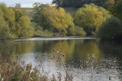 Scenic view of lake in forest