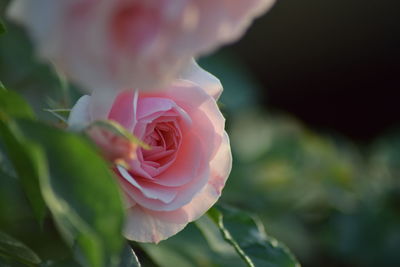 Close-up of pink rose