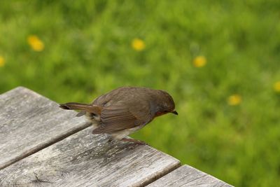 Close-up of sparrow perching on wood