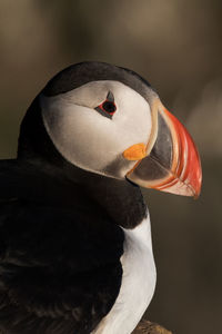 Close-up of puffin