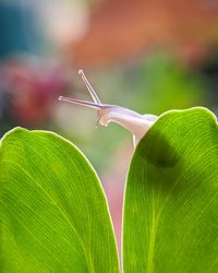 Close-up of plant
