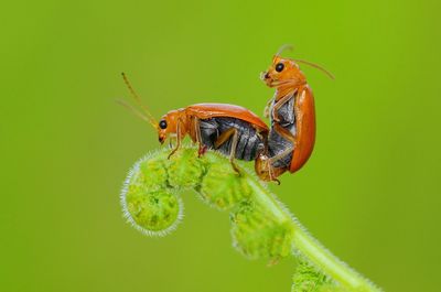 Bugs mating on fern