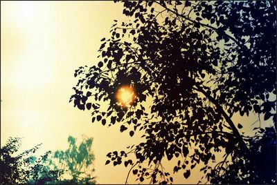 Low angle view of trees against sky at sunset