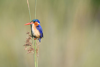 Close-up of bird perching on plant