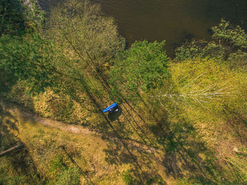 High angle view of trees in forest