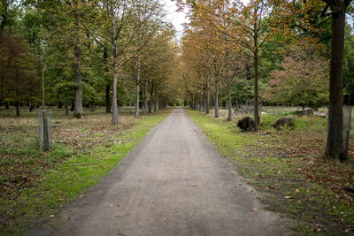 Road amidst trees in forest during autumn