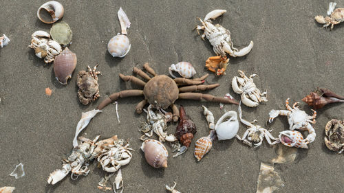 High angle view of dead crabs with conch shells on sand at beach