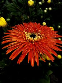 Close-up of bee on red flower