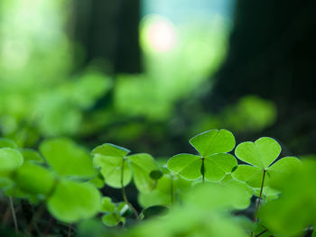 Close-up of fresh green leaves on field