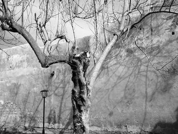 Bare trees against sky