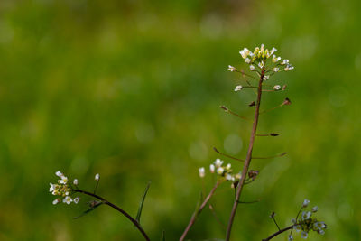 Close-up of flowering plant