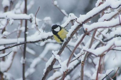 Bird perching on branch during winter