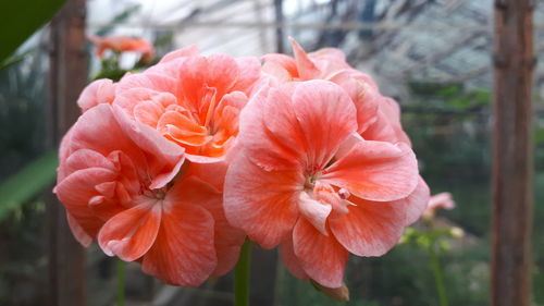 Close-up of orange rose flower