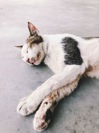 High angle view of cat sleeping