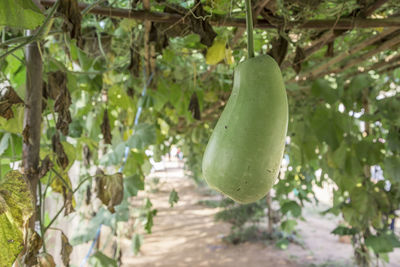 Close-up of fruits hanging on tree