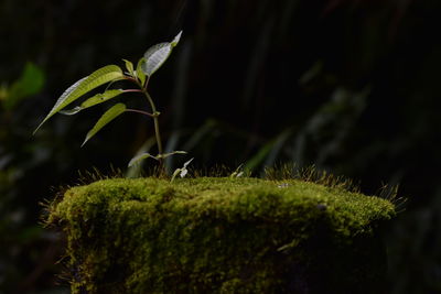 Close-up of green plant