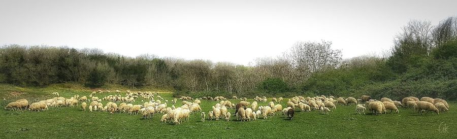 Flock of sheep grazing on field against clear sky