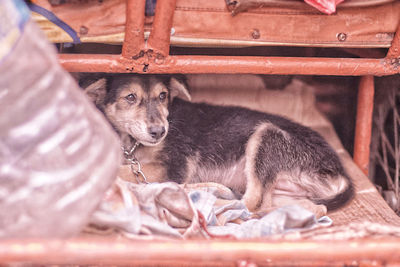 Close-up of dogs