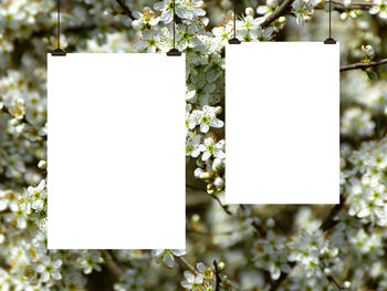 Close-up of white paper on plant