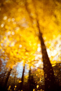 Low angle view of yellow trees in forest