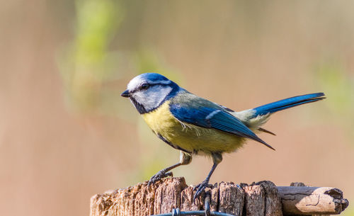 Close-up of bird perching on wood