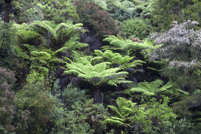 Scenic view of forest