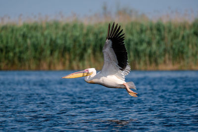 Bird flying over the sea
