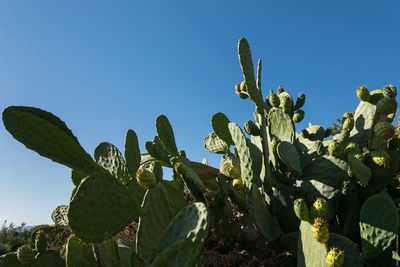 Low angle view of cactus growing against clear blue sky