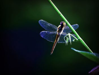 Close-up of dragonfly on leaf